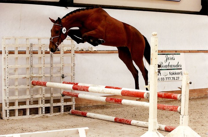 BWP PRESENTATIEDAGEN MANEGE OVERDIJK